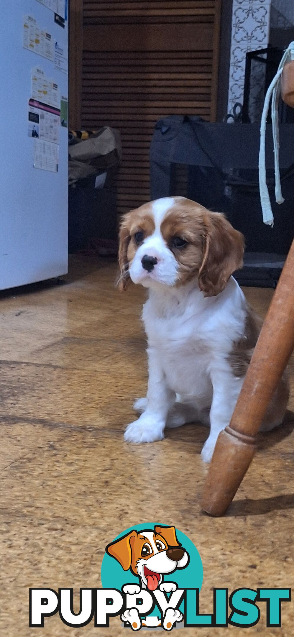 Purebred King Charles Cavalier Puppy