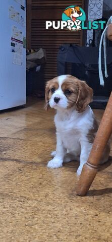 Purebred King Charles Cavalier Puppy