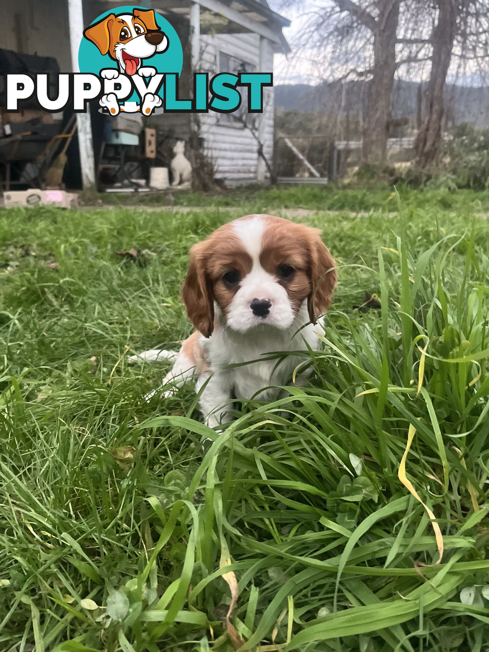 Purebred King Charles Cavalier Puppies