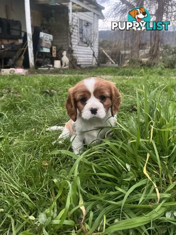 Purebred King Charles Cavalier Puppies