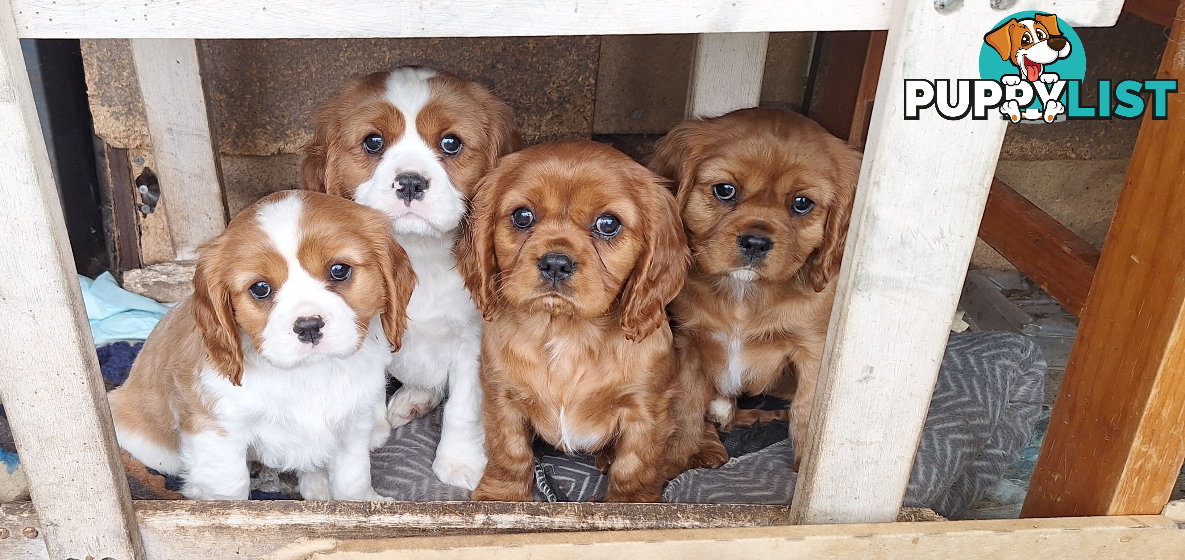 Purebred King Charles Cavalier Puppy