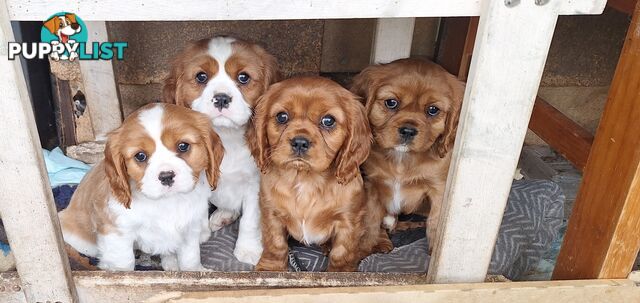 Purebred King Charles Cavalier Puppies