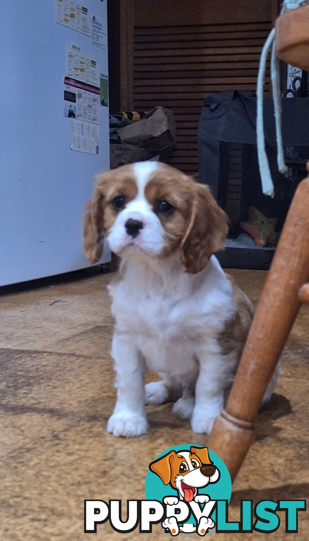 Purebred King Charles Cavalier Puppy