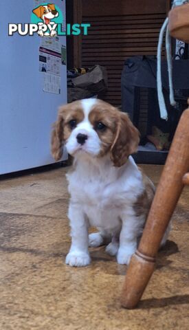 Purebred King Charles Cavalier Puppy