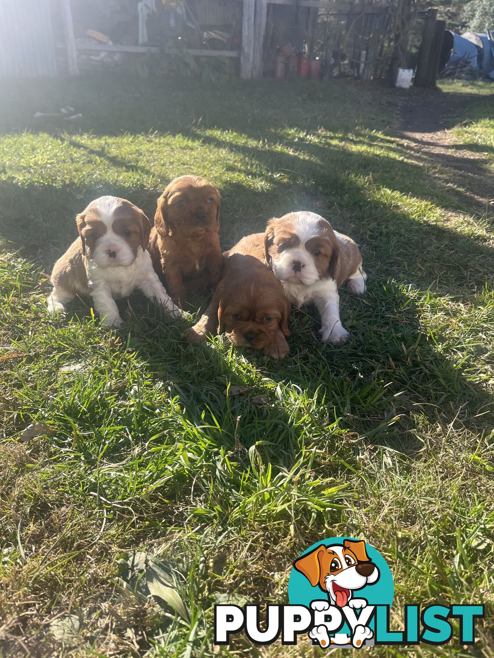 Purebred King Charles Cavalier Puppies