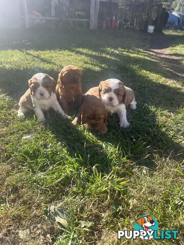 Purebred King Charles Cavalier Puppies