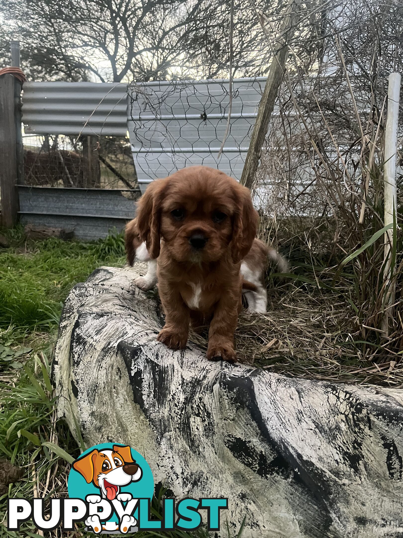 Purebred King Charles Cavalier Puppies