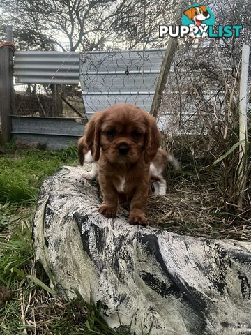 Purebred King Charles Cavalier Puppies