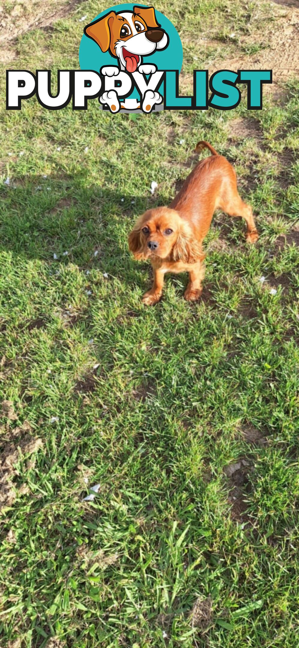 Purebred King Charles Cavalier Puppies
