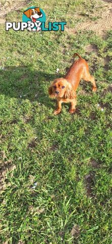 Purebred King Charles Cavalier Puppies