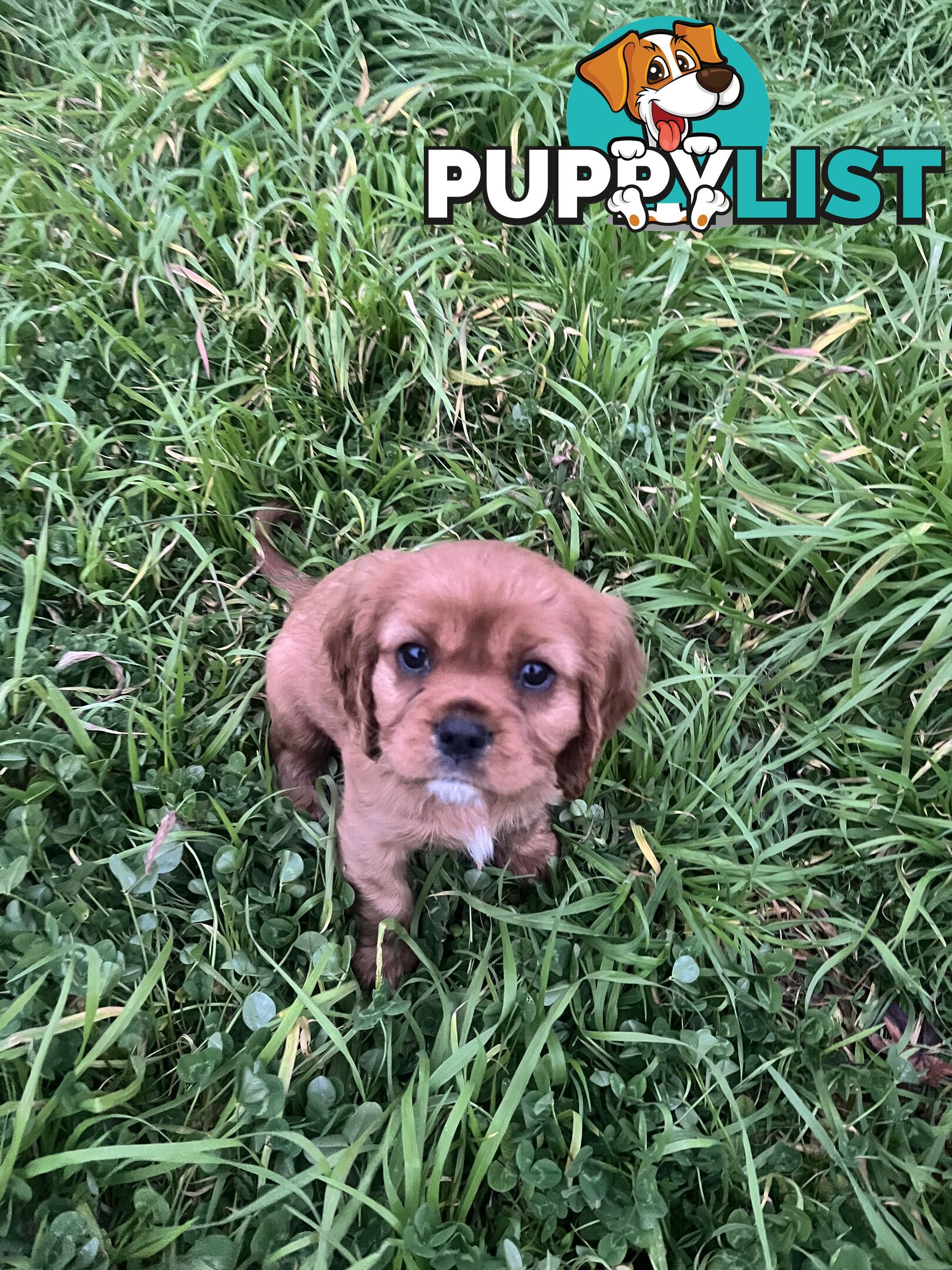 Purebred King Charles Cavalier Puppies