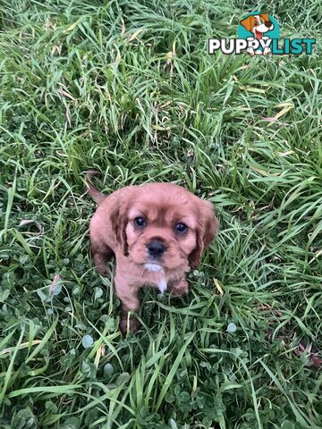 Purebred King Charles Cavalier Puppies