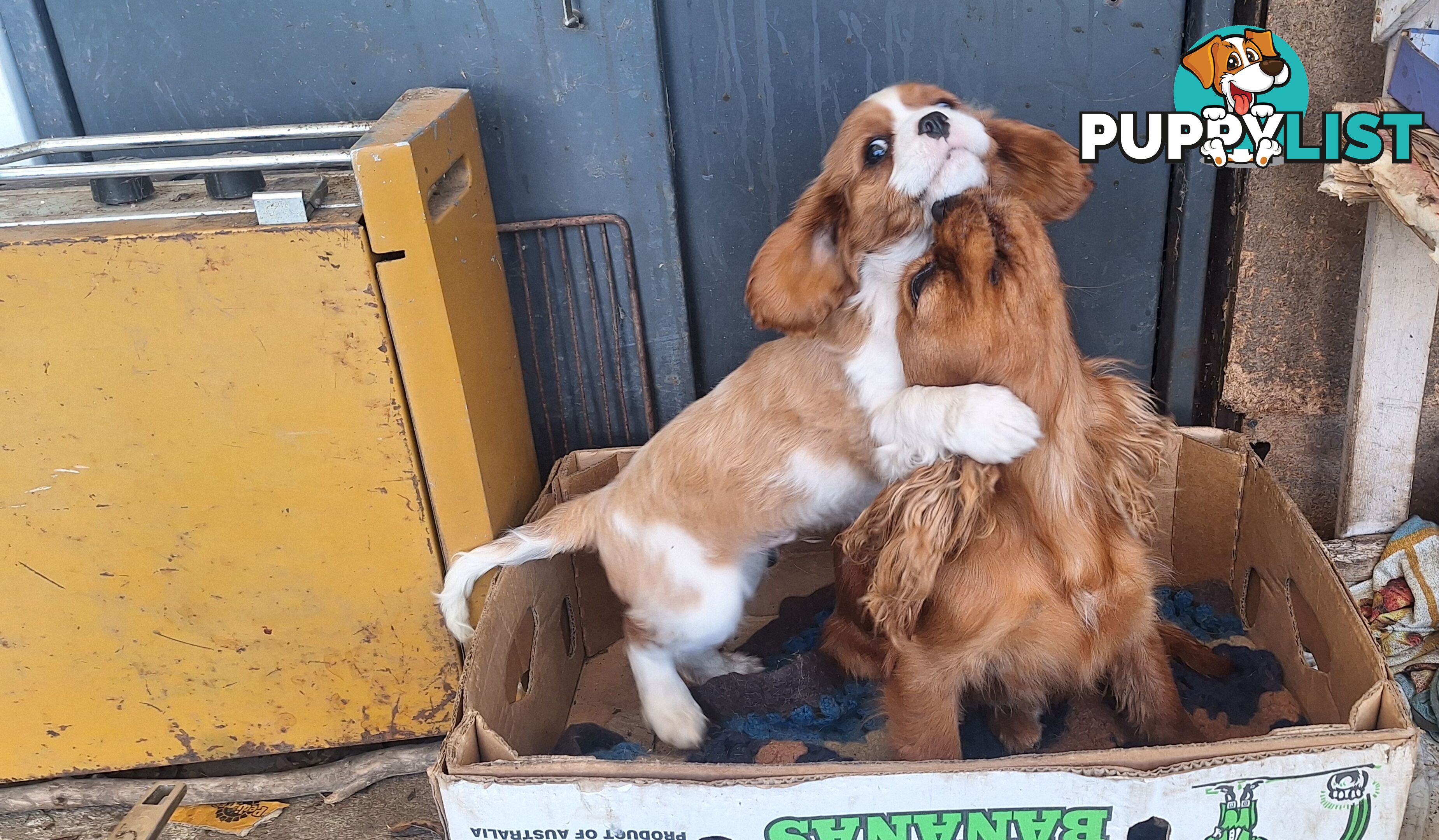 Purebred King Charles Cavalier Puppy