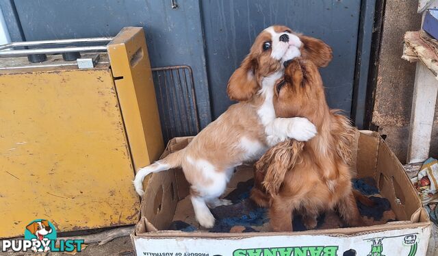 Purebred King Charles Cavalier Puppy