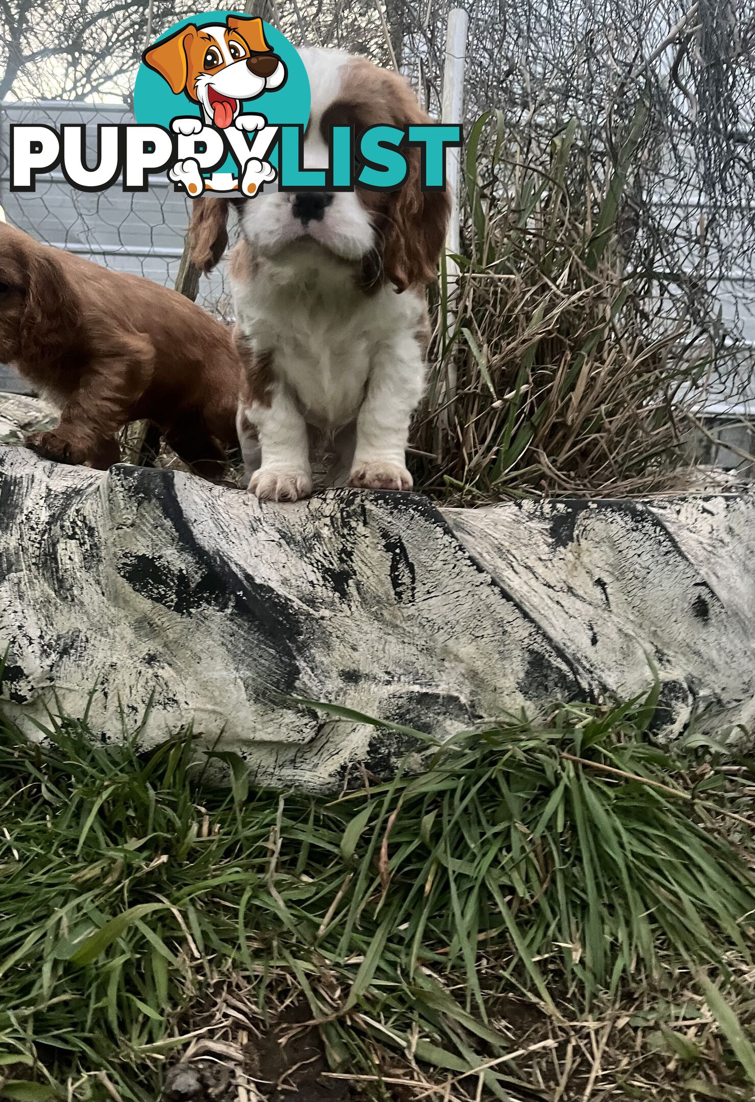 Purebred King Charles Cavalier Puppies