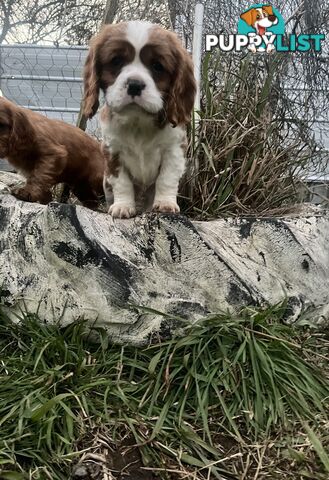 Purebred King Charles Cavalier Puppies