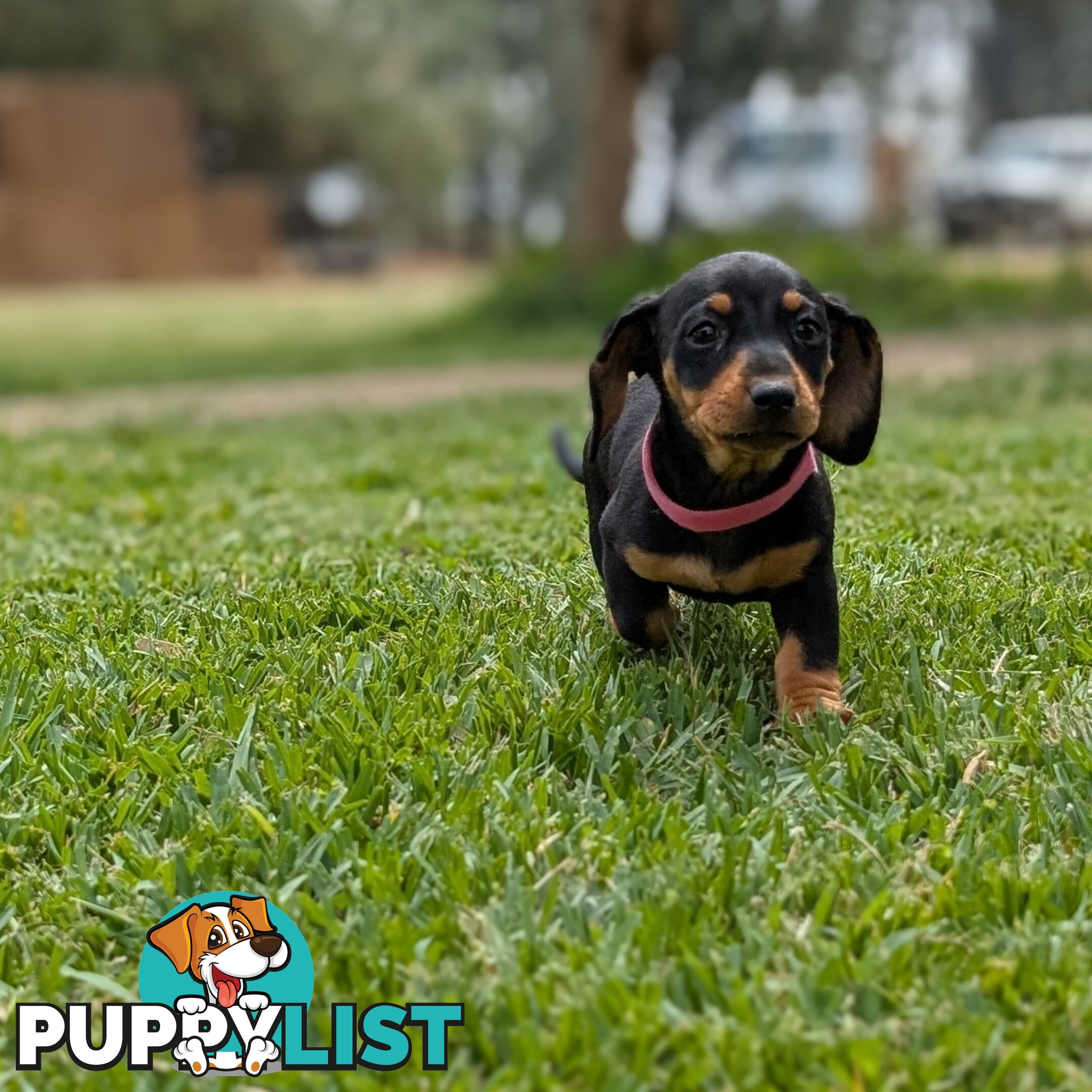 Miniature Dachshunds, Choc and Tan &amp; Black and Tan