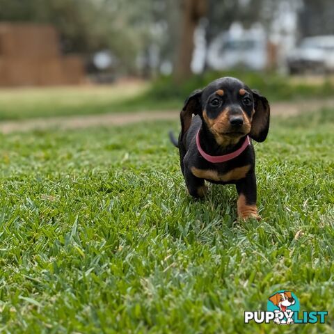 Miniature Dachshunds, Choc and Tan &amp; Black and Tan