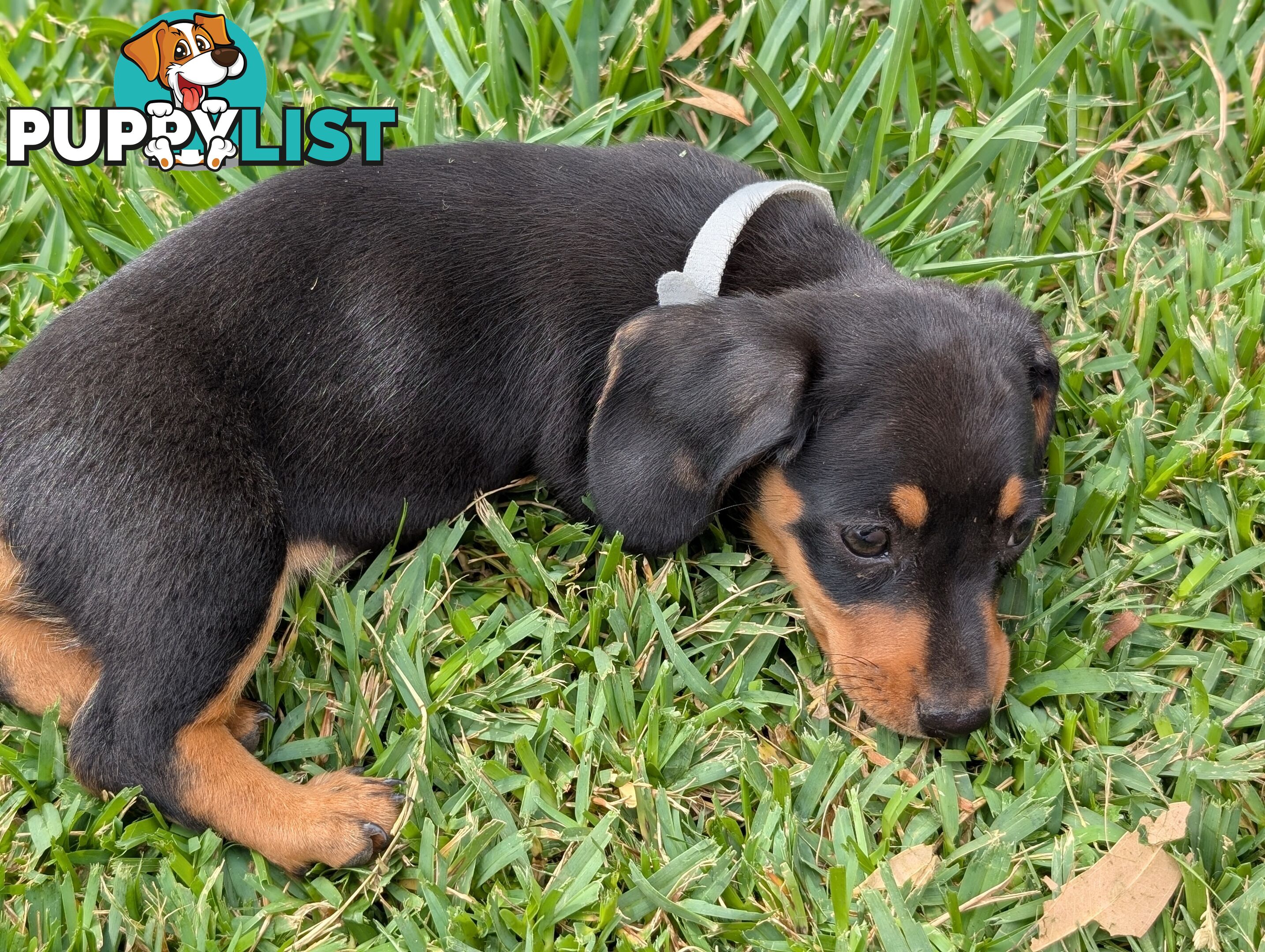 Miniature Dachshunds, Choc and Tan &amp; Black and Tan