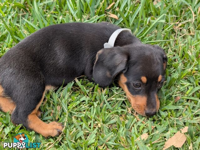 Miniature Dachshunds, Choc and Tan &amp; Black and Tan