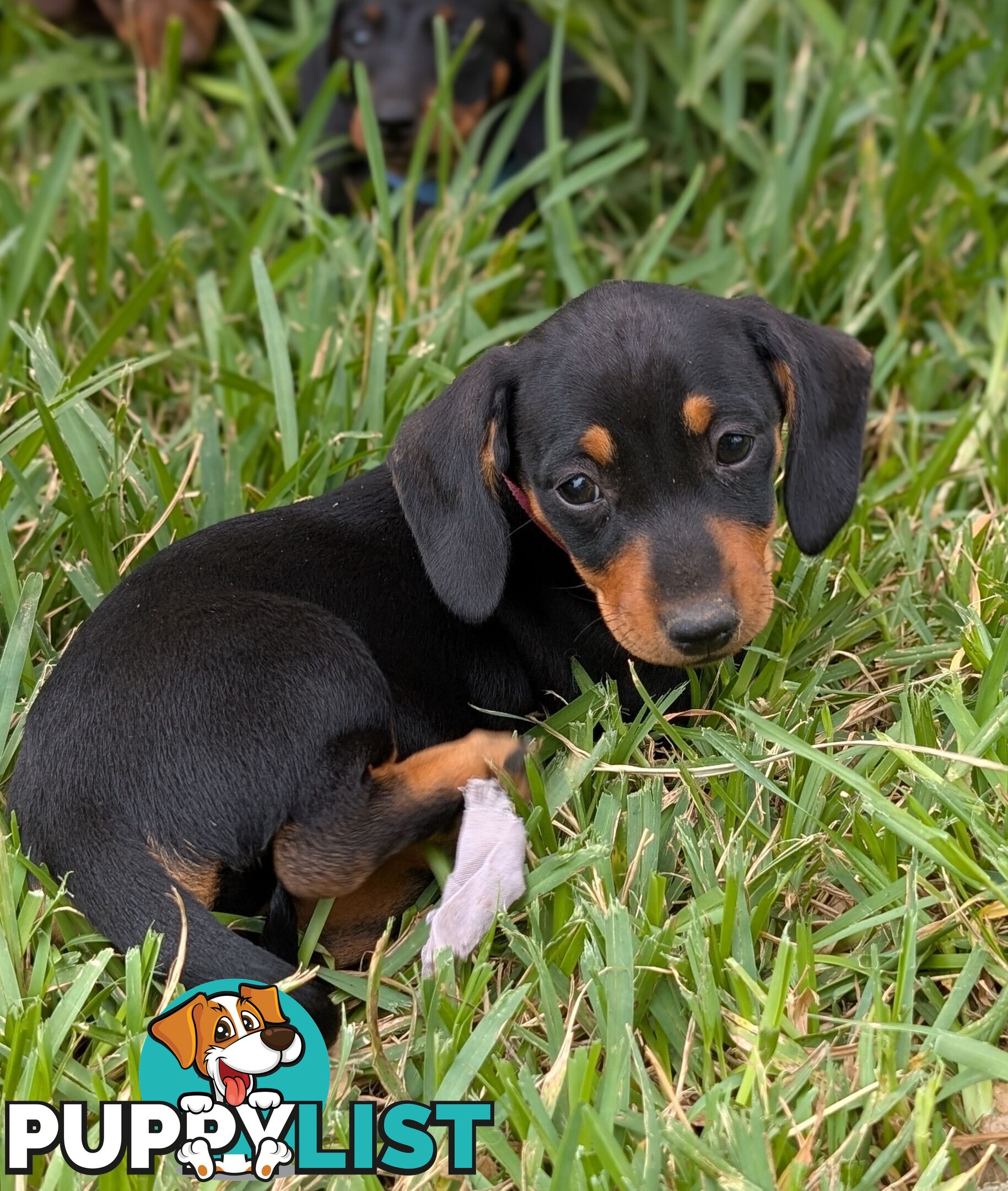 Miniature Dachshunds, Choc and Tan &amp; Black and Tan