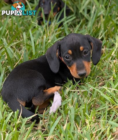 Miniature Dachshunds, Choc and Tan &amp; Black and Tan