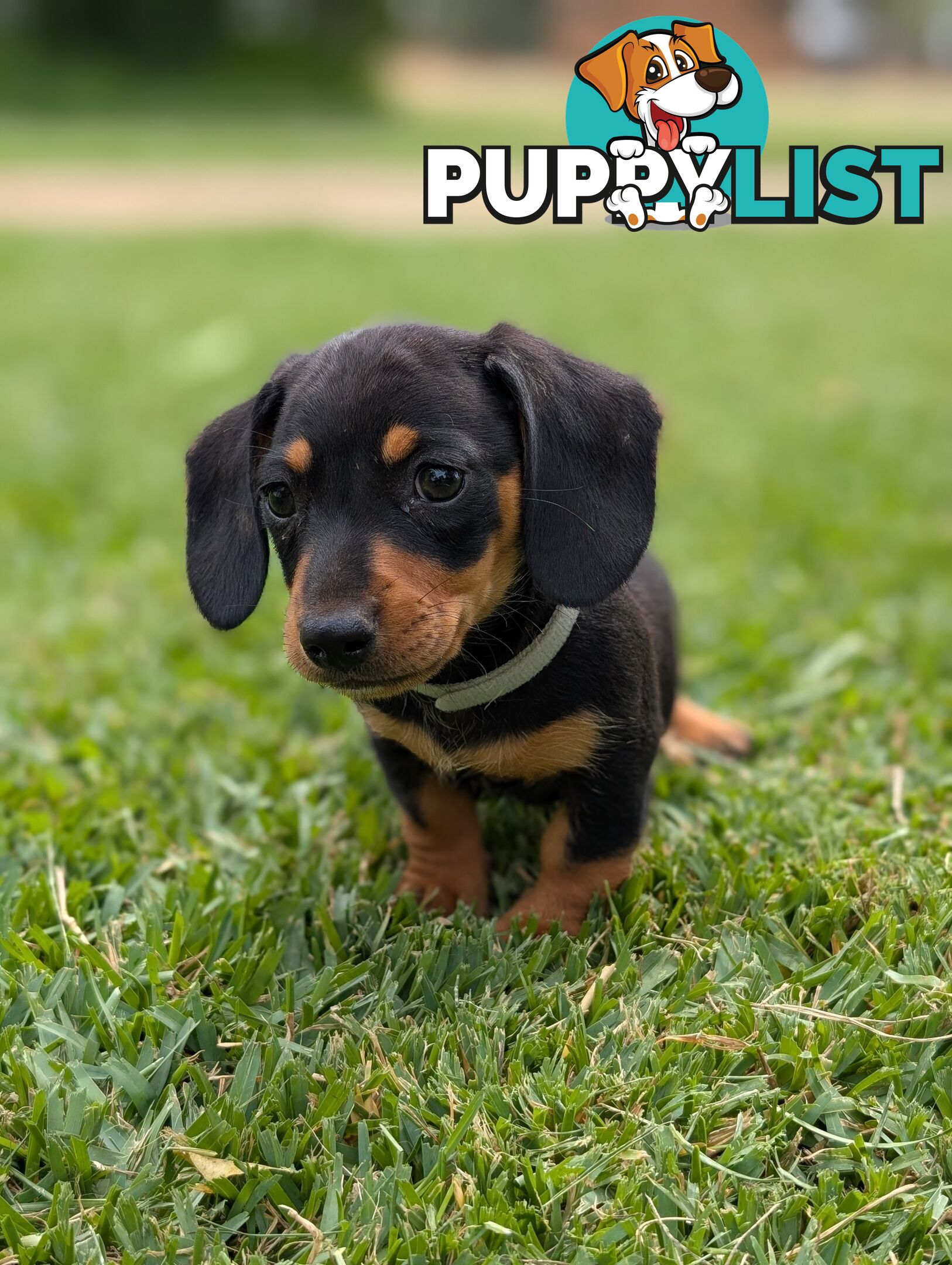 Miniature Dachshunds, Choc and Tan &amp; Black and Tan