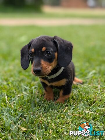 Miniature Dachshunds, Choc and Tan &amp; Black and Tan