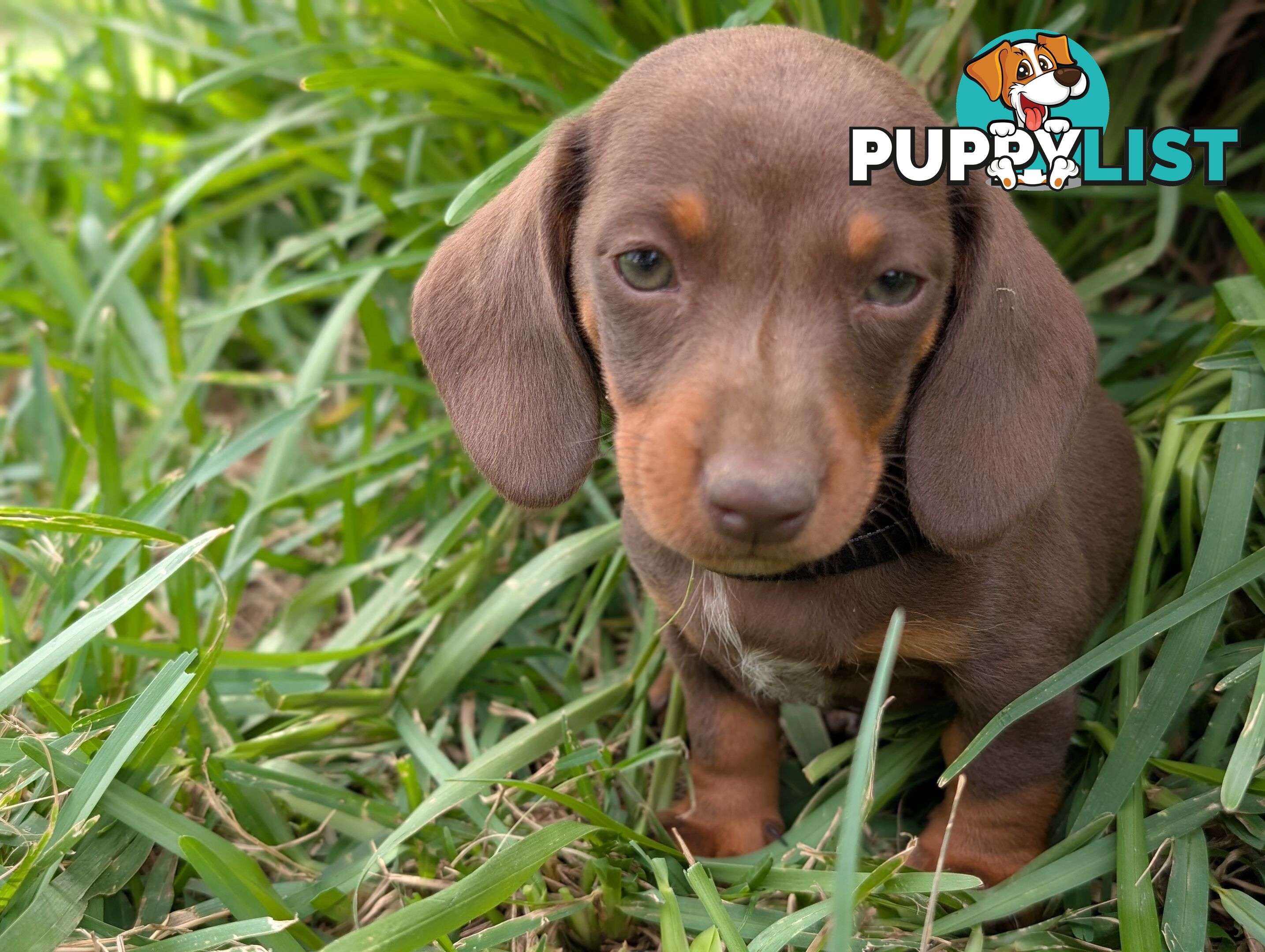 Miniature Dachshunds, Choc and Tan &amp; Black and Tan