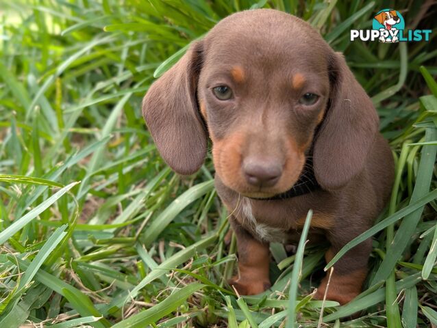 Miniature Dachshunds, Choc and Tan &amp; Black and Tan