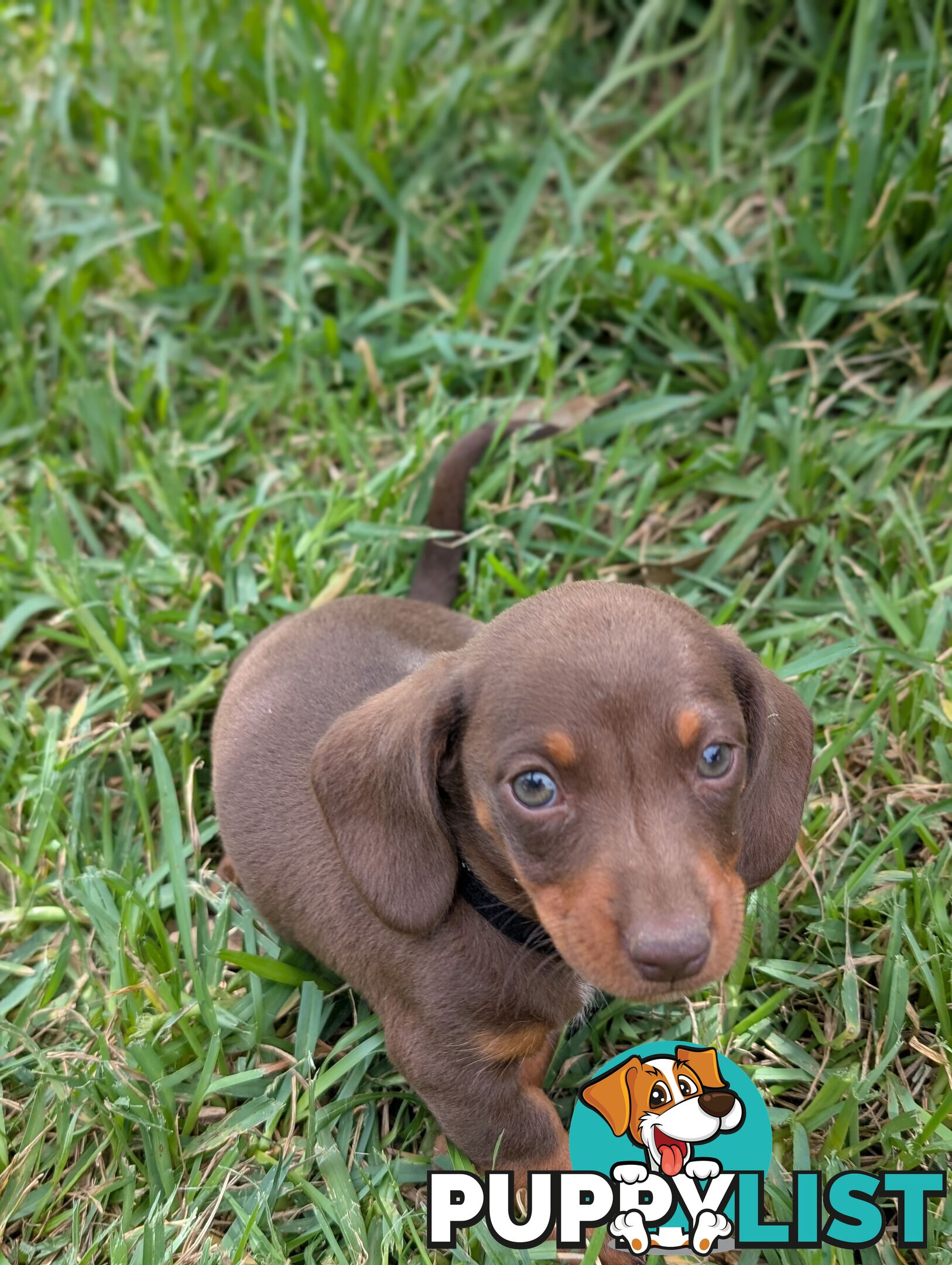 Miniature Dachshunds, Choc and Tan &amp; Black and Tan