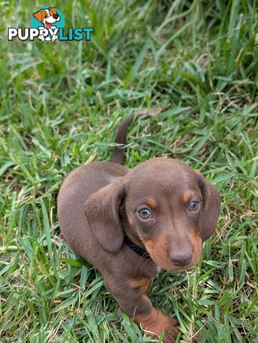 Miniature Dachshunds, Choc and Tan &amp; Black and Tan