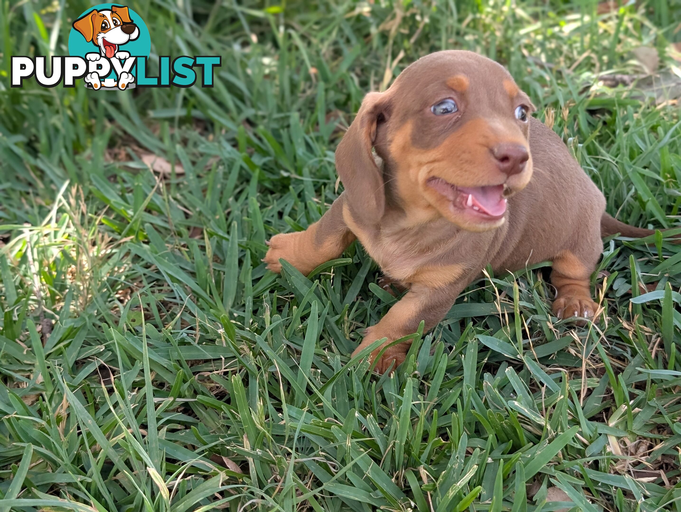 Miniature Dachshunds, Choc and Tan &amp; Black and Tan