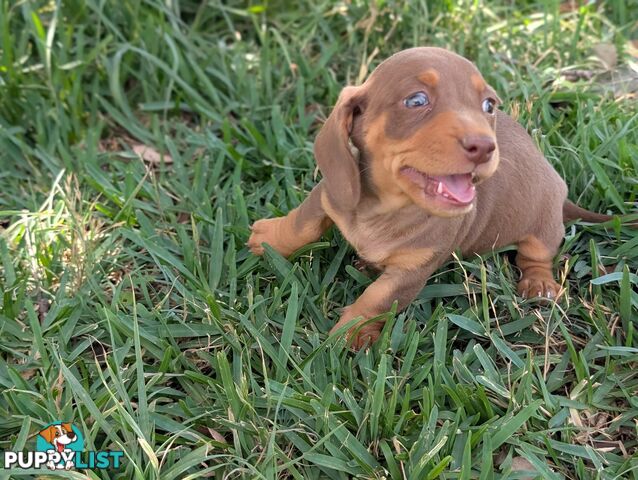 Miniature Dachshunds, Choc and Tan &amp; Black and Tan