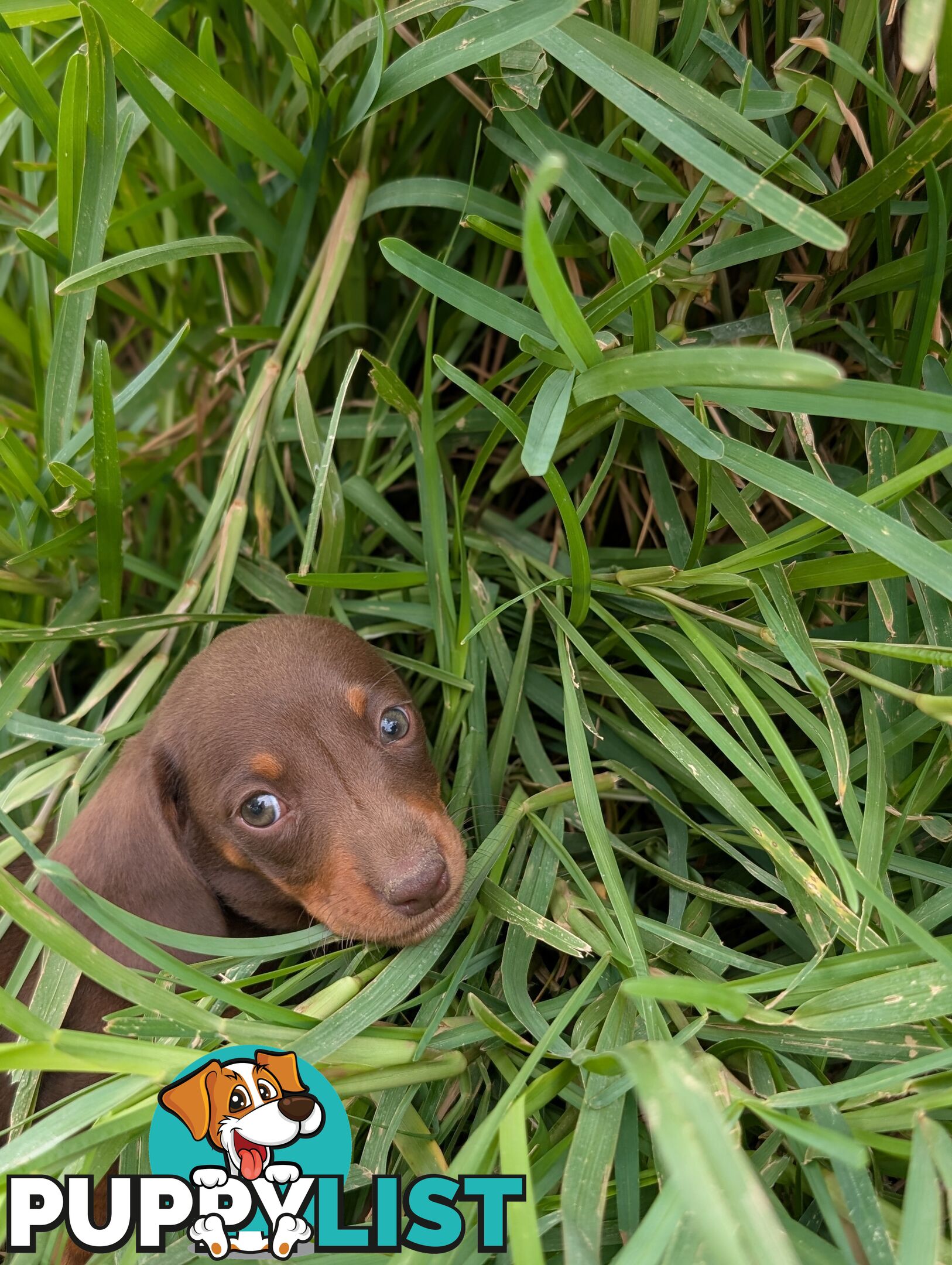 Miniature Dachshunds, Choc and Tan &amp; Black and Tan