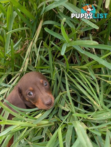 Miniature Dachshunds, Choc and Tan &amp; Black and Tan