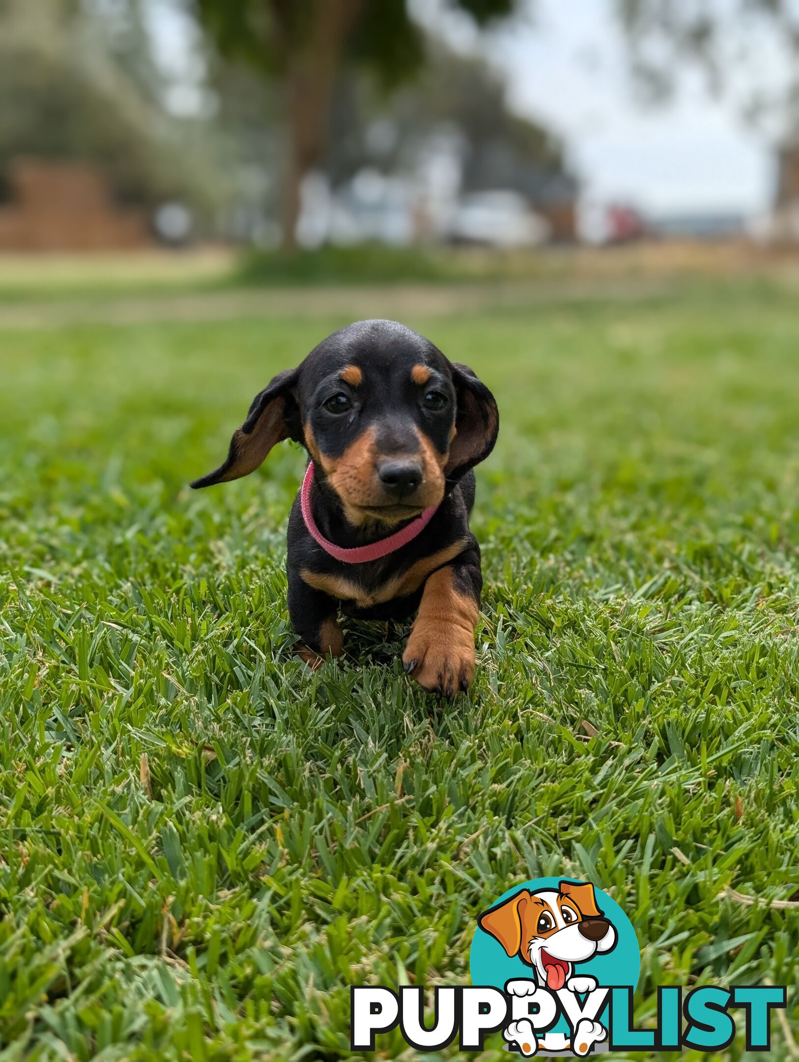 Miniature Dachshunds, Choc and Tan &amp; Black and Tan