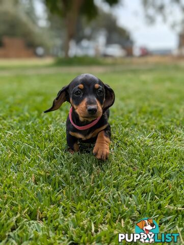 Miniature Dachshunds, Choc and Tan &amp; Black and Tan