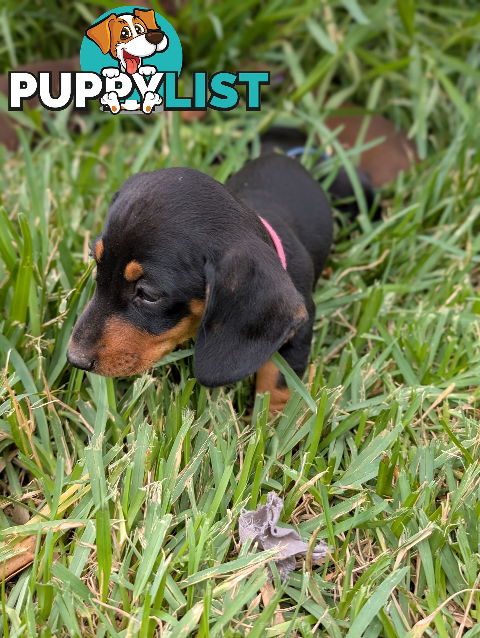 Miniature Dachshunds, Choc and Tan &amp; Black and Tan