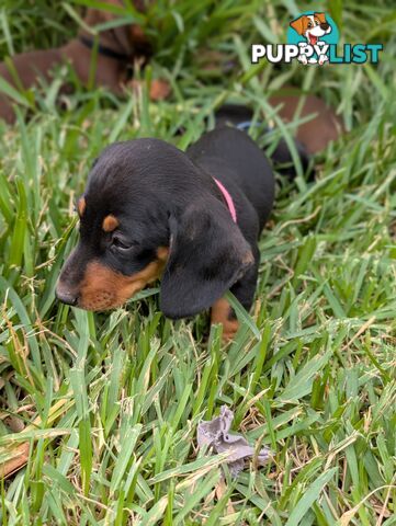 Miniature Dachshunds, Choc and Tan &amp; Black and Tan