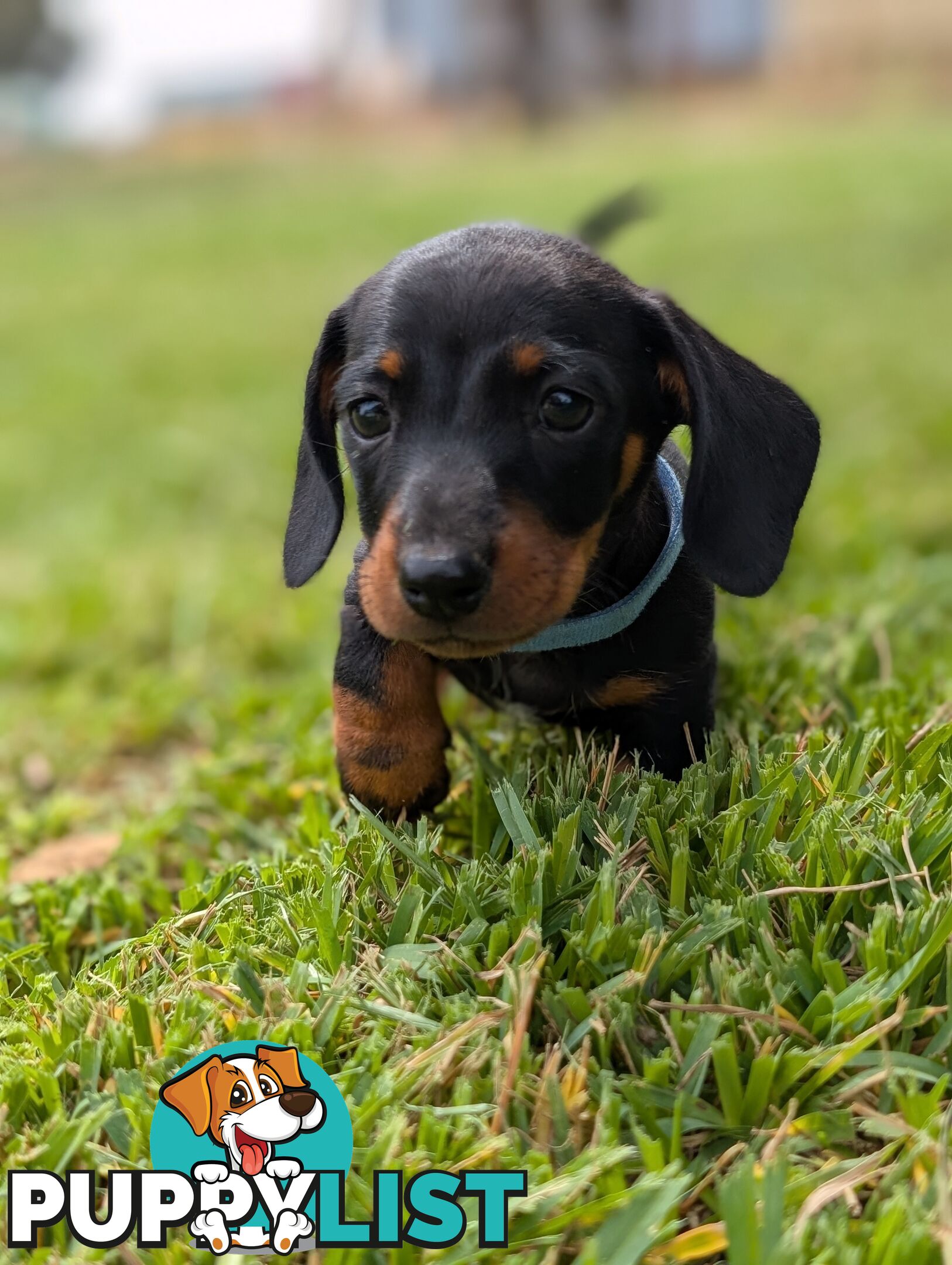 Miniature Dachshunds, Choc and Tan &amp; Black and Tan