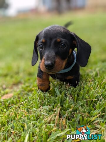 Miniature Dachshunds, Choc and Tan &amp; Black and Tan