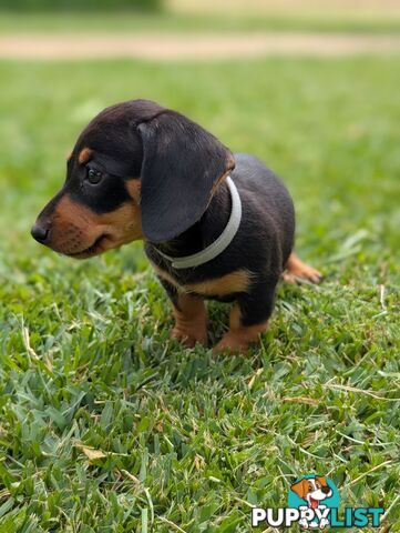 Miniature Dachshunds, Choc and Tan &amp; Black and Tan