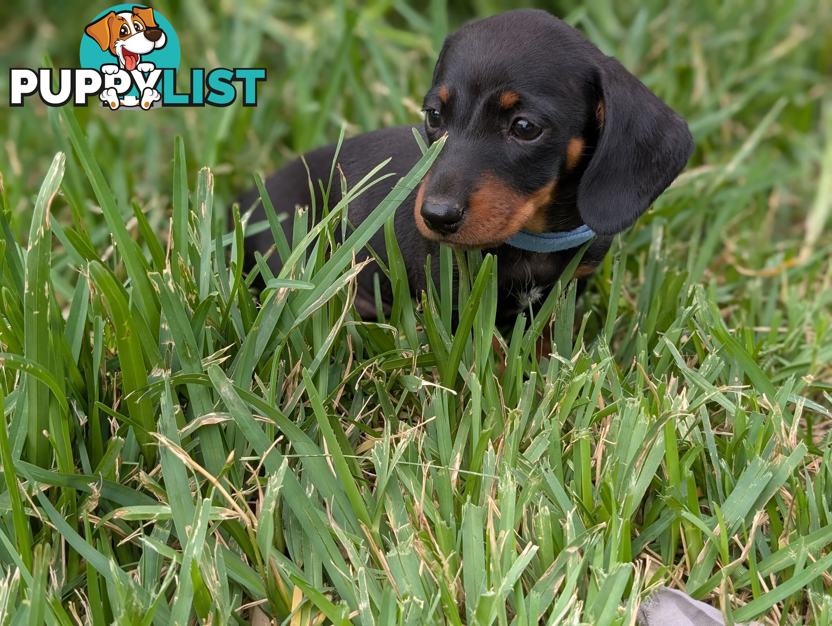 Miniature Dachshunds, Choc and Tan &amp; Black and Tan