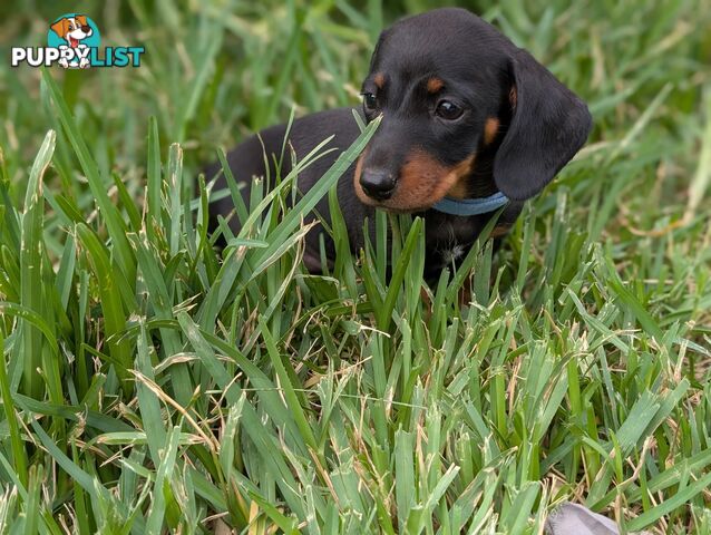 Miniature Dachshunds, Choc and Tan &amp; Black and Tan