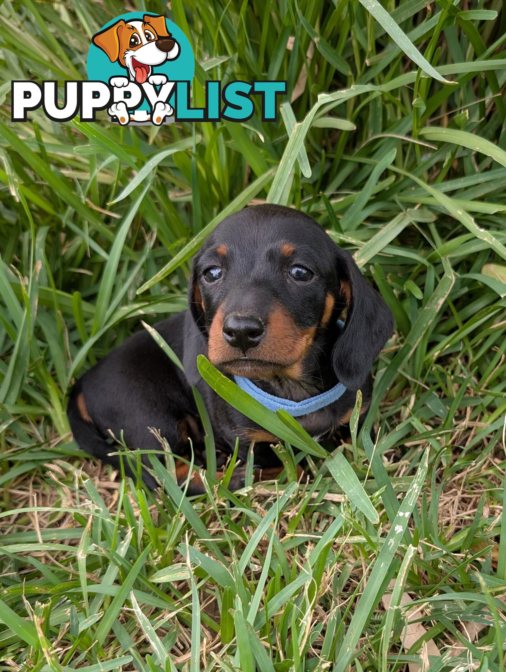 Miniature Dachshunds, Choc and Tan &amp; Black and Tan