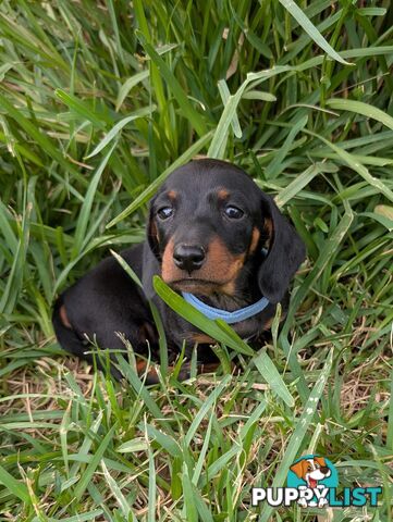 Miniature Dachshunds, Choc and Tan &amp; Black and Tan