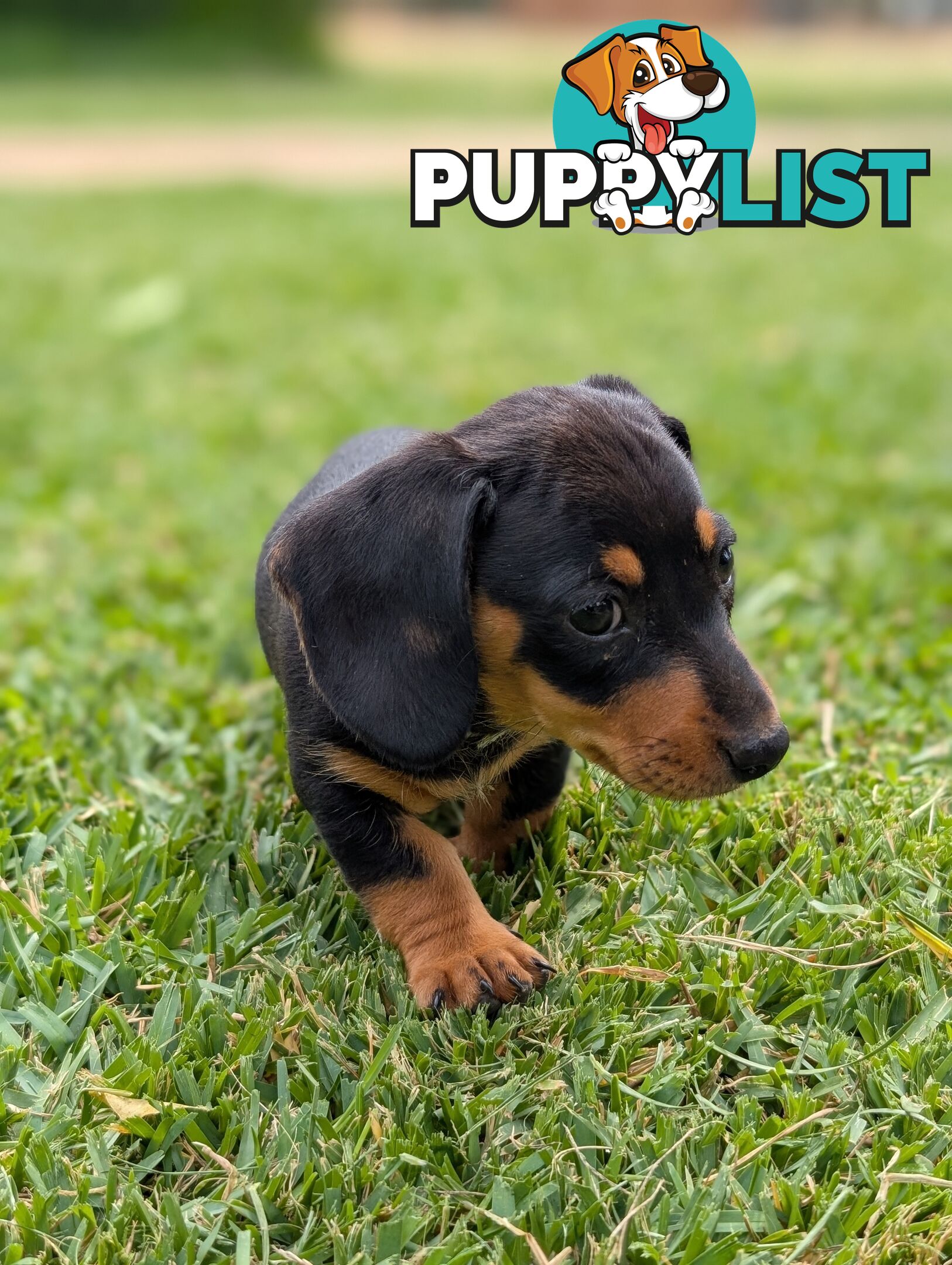 Miniature Dachshunds, Choc and Tan &amp; Black and Tan