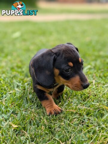 Miniature Dachshunds, Choc and Tan &amp; Black and Tan