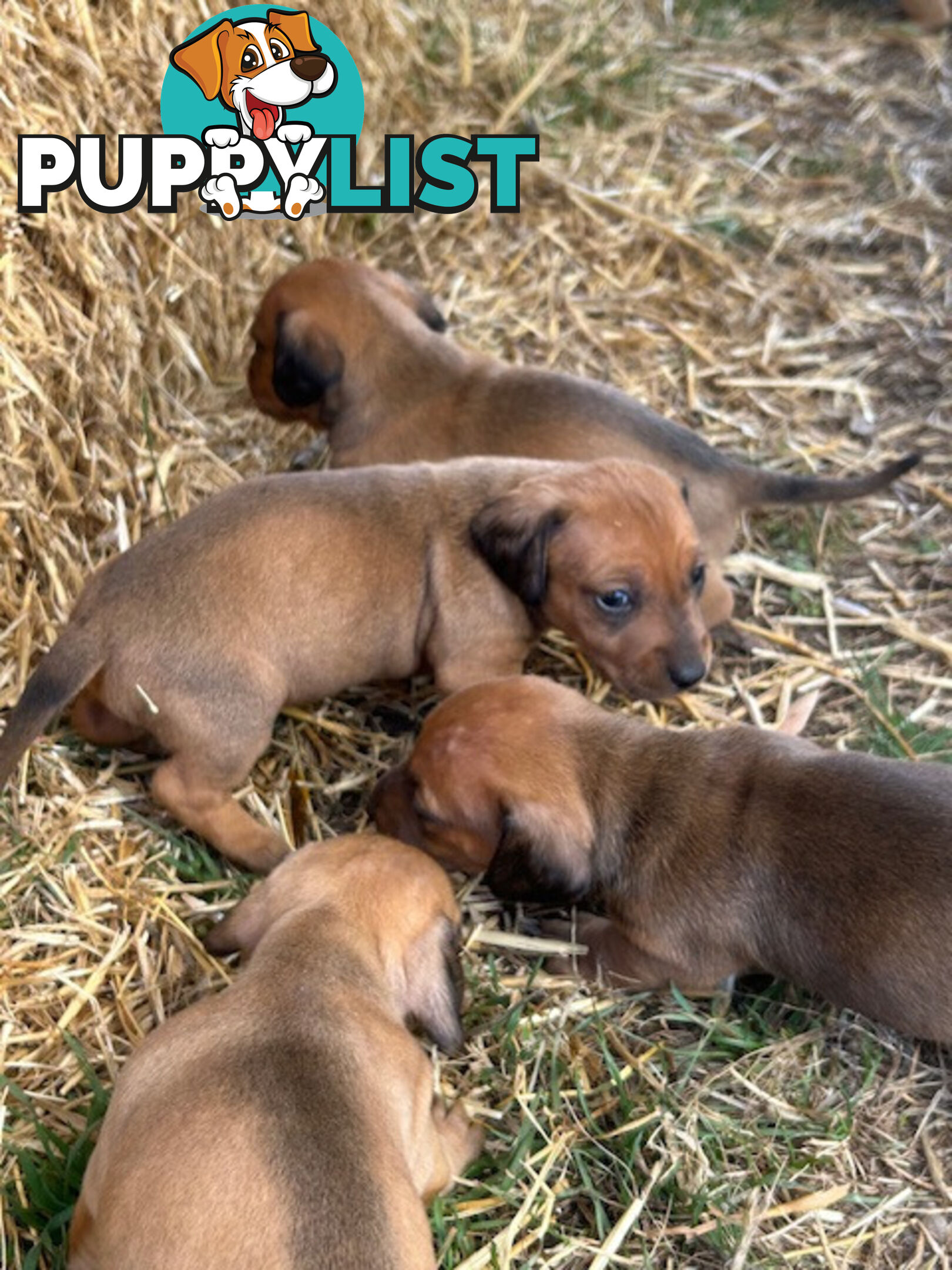 Jack-Hound Puppies